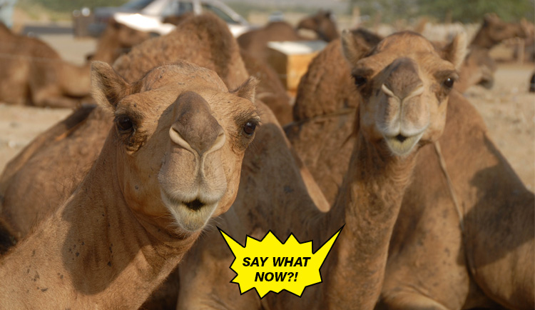 optimized-mind-blowing-facts-camels