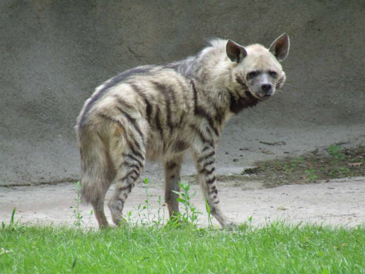 Striped-Hyena-Lebanon-National-Animal-1