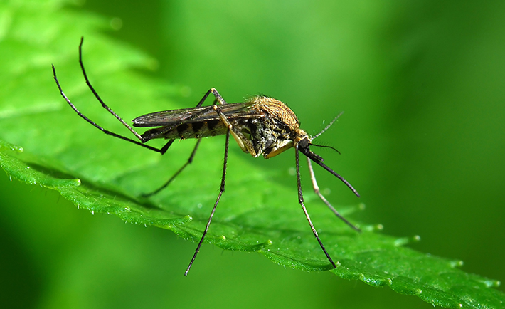 11 Ways To Prevent Mosquitos From Biting You