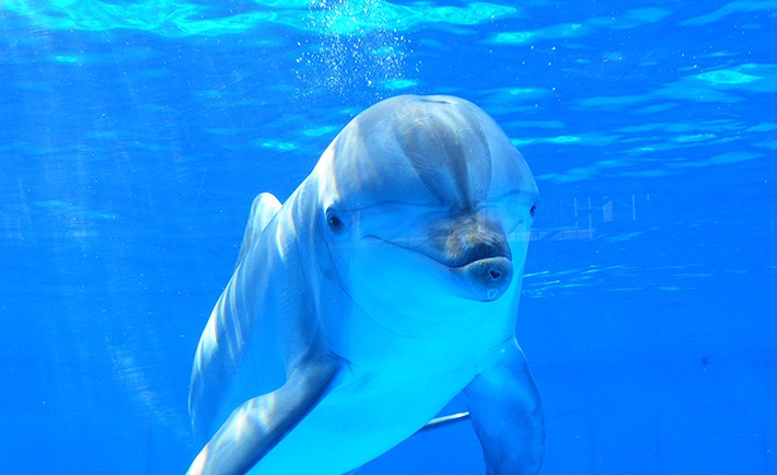 Dolphin Spotting in Oman