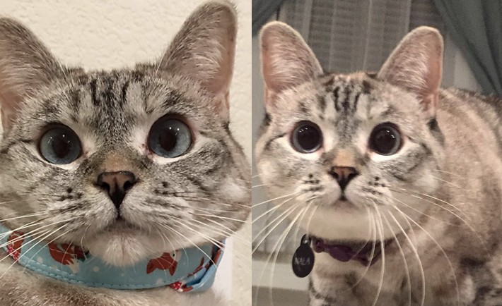 Meet Instagram's Most Famous Cat – She Has Over 2.5 Million Followers