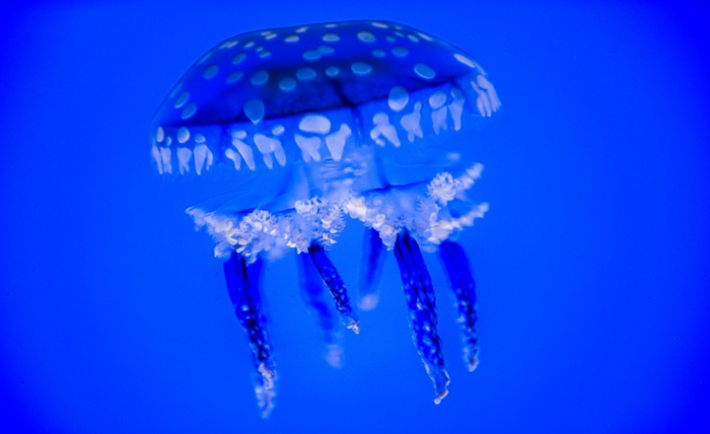 Jellyfish Make Their Debut At Jeddah's Fakieh Aquarium