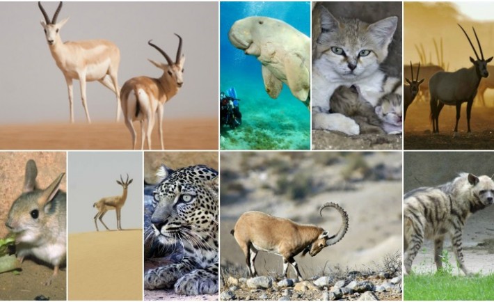 9 Endangered Animals in Saudi Arabia You Must Know