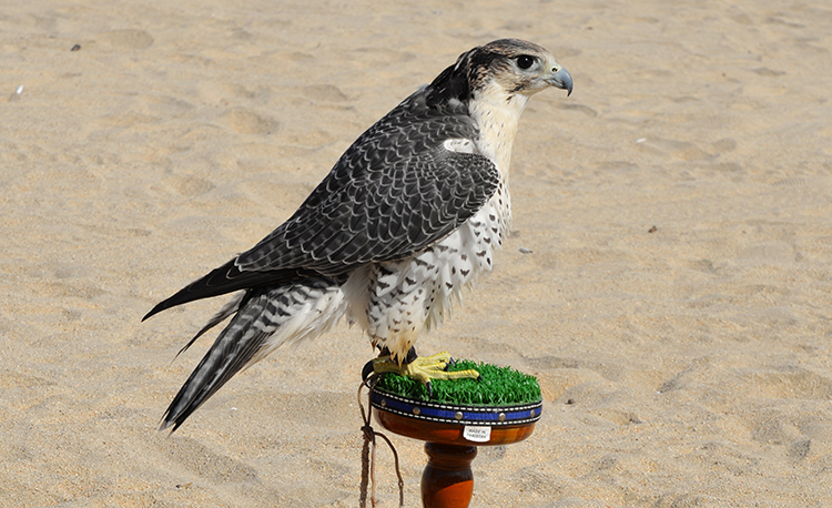 The Original Arabian Sport – Falconry