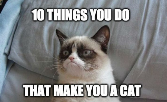 10 Things You Do That Make You A Cat