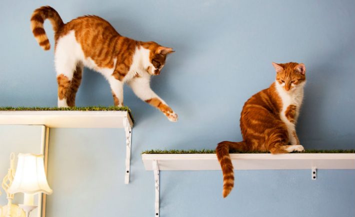 Top 7 Cat Cafes Around the World