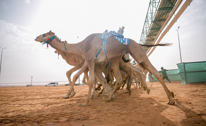 Female Saudi Camel Owner Off to the Races for First Time at King Abdulaziz Camel Festival
