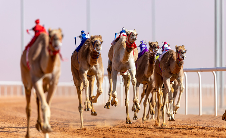king-abdulaziz-camel-festival-2019-pic-9-race