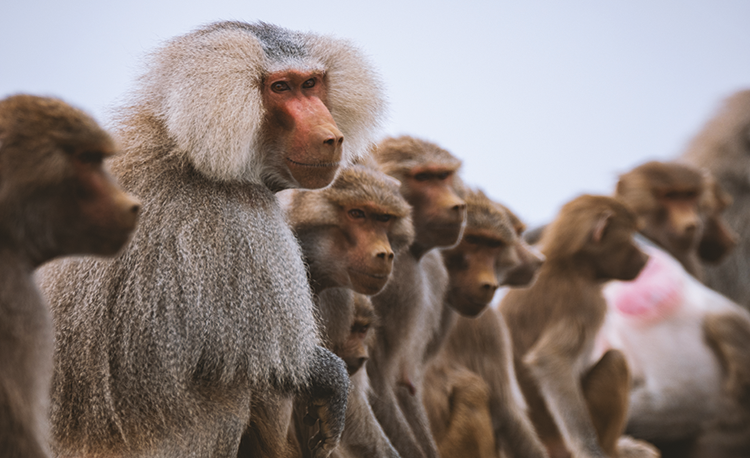 BABOONS AT THE ASIR NATIONAL PARK Sourced Photo