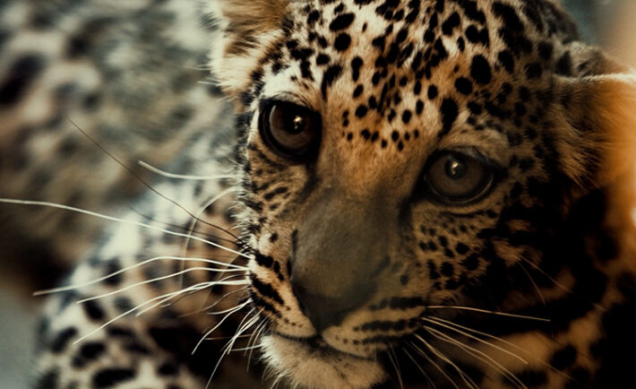 Join Catwalk in AlUla in support of the Arabian Leopard