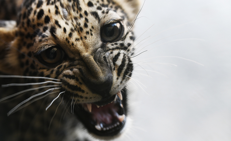 arabian-leopard-baby-cub-at-5-mos-3-photo-credits-to-aline-coquelle