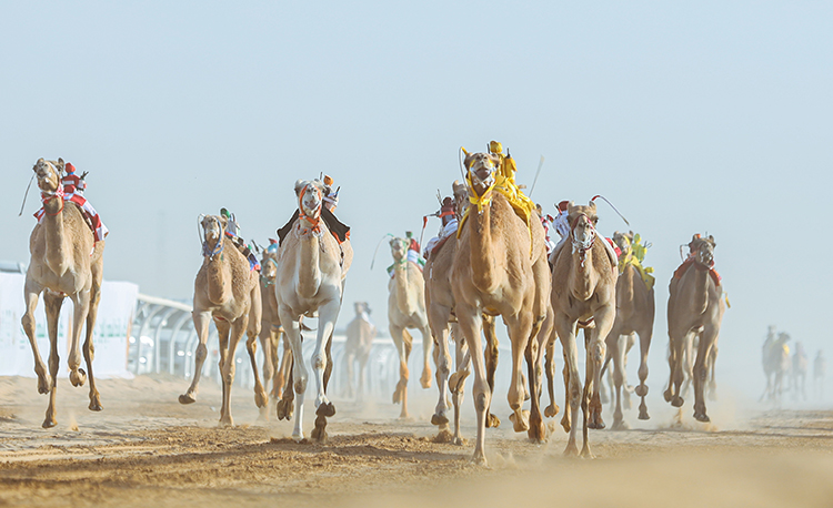 he AlUla Camel Cup Celebrate an Animal Intrinsic to Arabia's Cultural & Sporting Fabric
