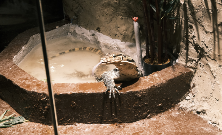 Explore the Wonders of Jeddah's Indoor Zoo: A Wildlife Adventure