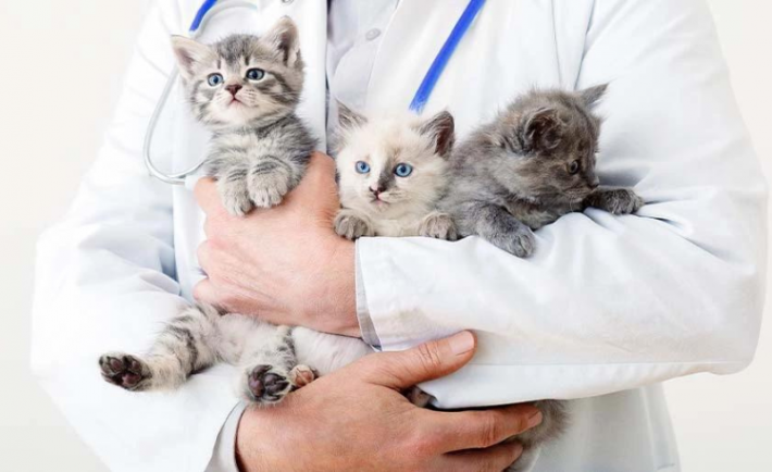 Top 5 Pet Vet Clinics in Jeddah