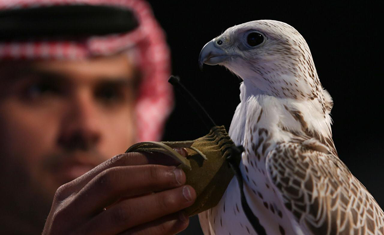 saudi-falcons-and-hunting-exhibition-2019-copy