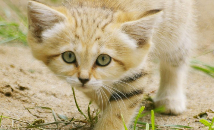 optimized-fauna-of-saudi-arabia-sand-cat-feature