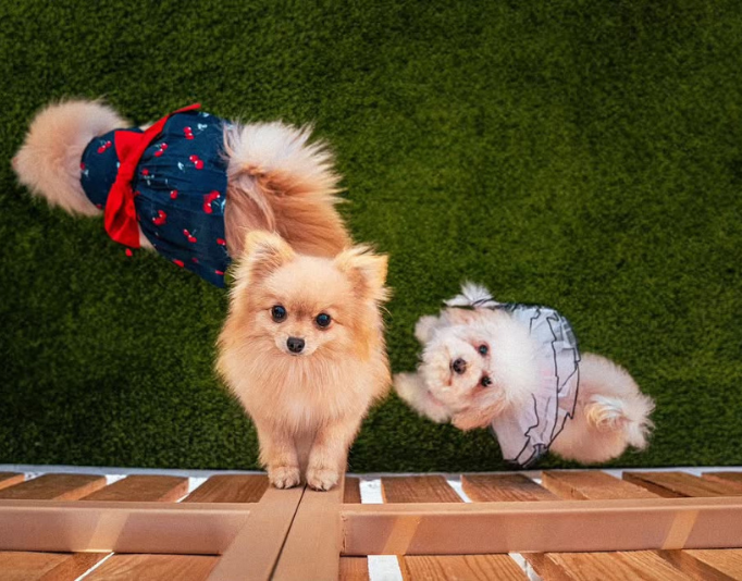 Jeddah's Indoor Forest