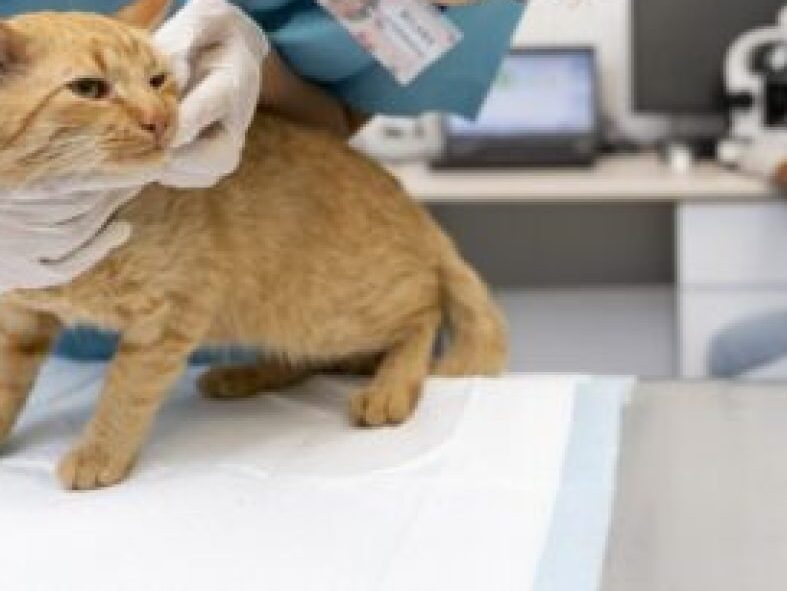 Vet clinics in Riyadh