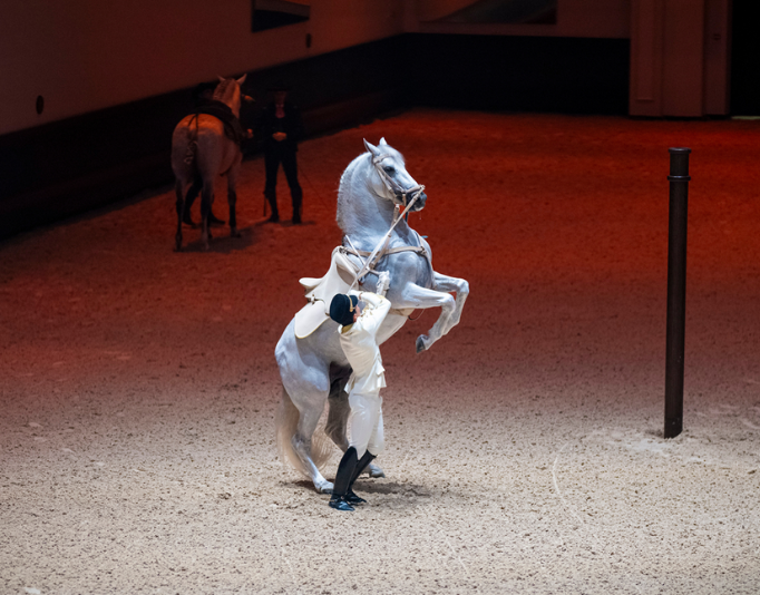 From the stables: Inside the brand new Abu Dhabi Royal Equestrian Arts on Jubail Island 4 Abu Dhabi Royal Equestrian Arts