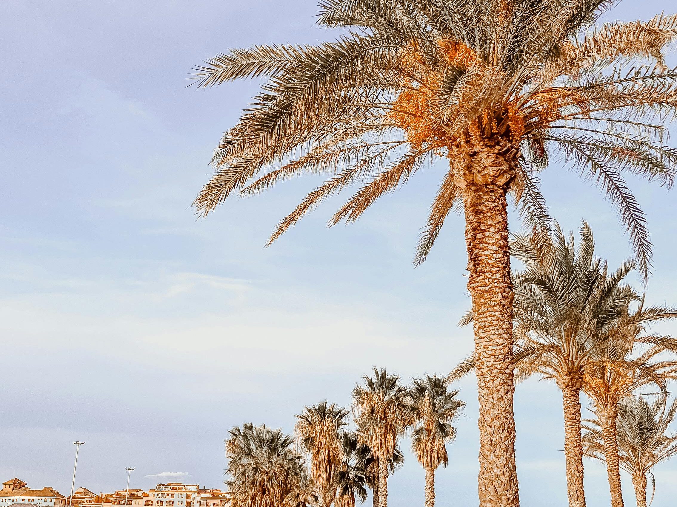Walkway in Jeddah lined with palm trees under a sunny sky.