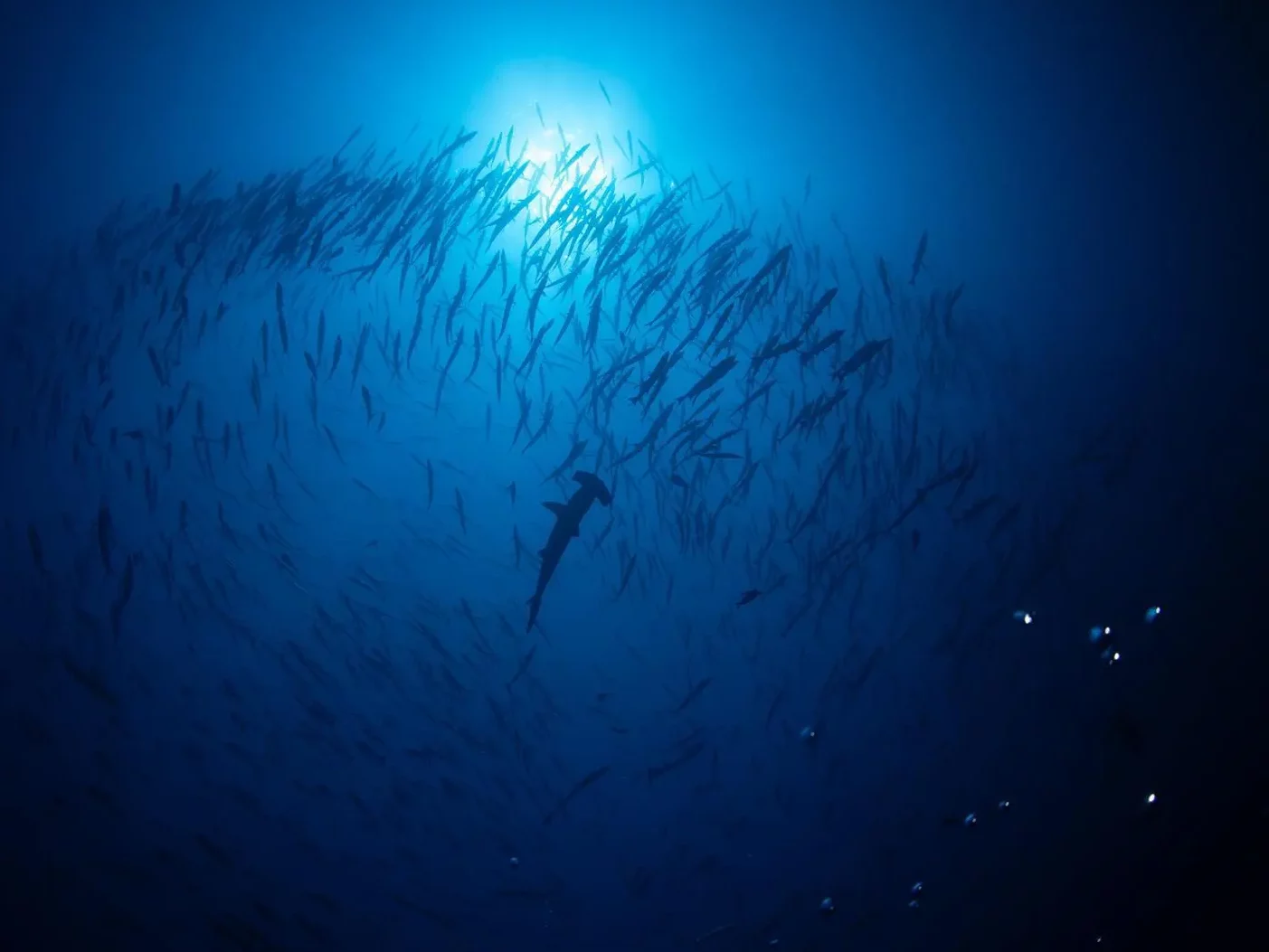 First-ever Saudi shark cage diving experience