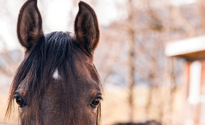 Our Neigh-borhood Animal 1 05-ds-april-2017-64-79-7