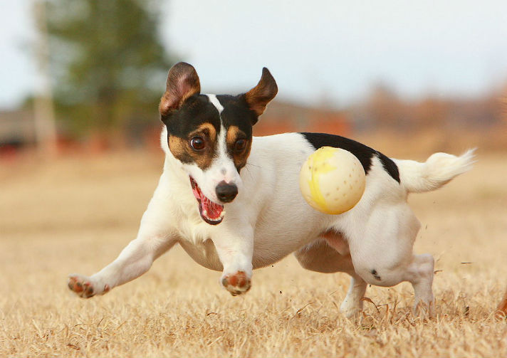 How To Make The World A Better Place For Animals 3 1024px-JRT_with_Ball