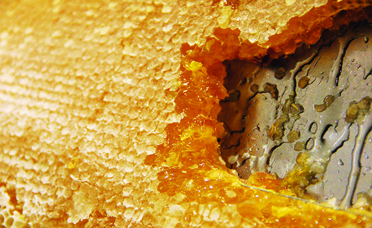 6 Reasons Crowne Plaza Breakfast is Worth Waking Up Early For 2 CP-HoneyComb