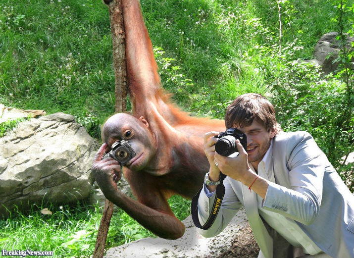 How To Make The World A Better Place For Animals 8 Orangutan-Camera-65136
