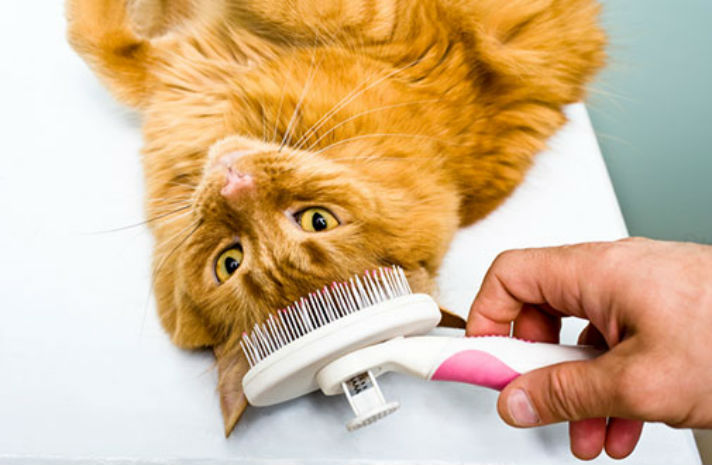 How To Make The World A Better Place For Animals 4 cat-care_cat-grooming_body1-right www