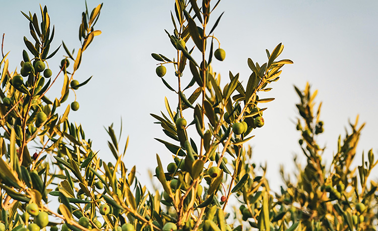 frank-albrecht-k-icggqldkm-unsplash