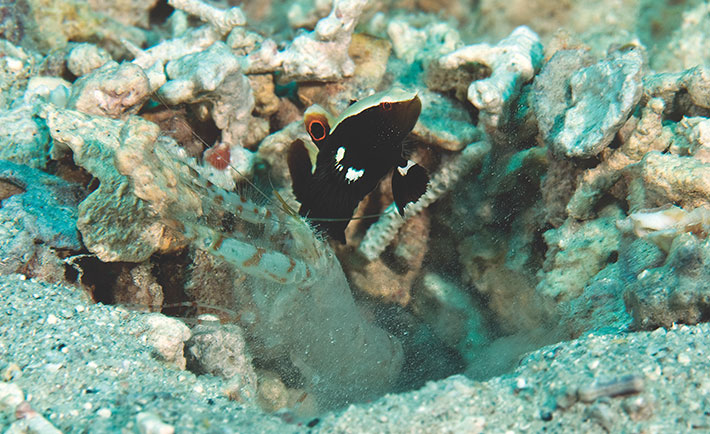 optimized-bruce-lee-of-the-red-sea-4