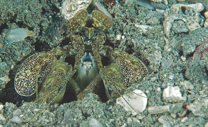 optimized-bruce-lee-of-the-red-sea-5